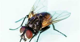 Maggot&#39;s Favorite Movies (Maybe)