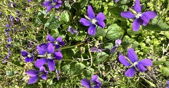 Lauren&#39;s Top 100 Films List