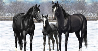 16 Horse Movies Tilly Seen!!!