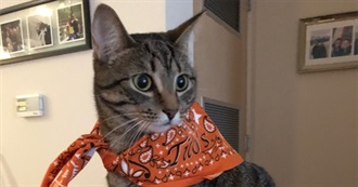 Stay at Home Cat Mom&#39;s Movies Watched January 2019