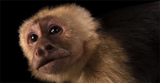 South American Animals