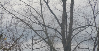 Some Random Bands N Likes