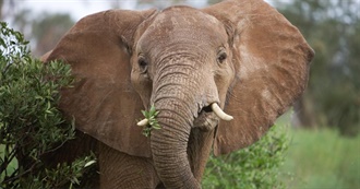 Mammals Seen While on Safari in Africa