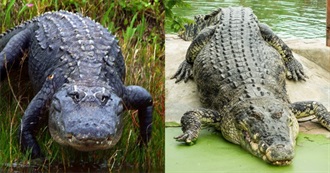 Animals That Often Get Confused With Each Other