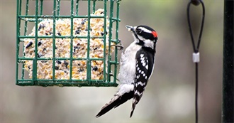 Animals at Wild Bill&#39;s  Bird Feeders