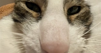 Milo&#39;s Top 85 Movies Because 100 Was Too Hard