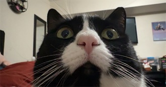 Melancholykazoo&#39;s Top 100