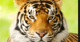 Have You Seen These Animals?