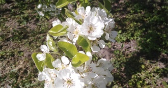 Maj&#243;wkowe Filmy