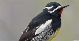 Birds Named After People