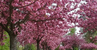 Truly Just an Attempt to Remember 100 Movies