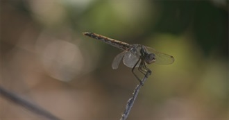 Avri&#39;s Favorite/Comfort Movies