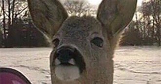 Fawn Beeceit&#39;s DVD Collection