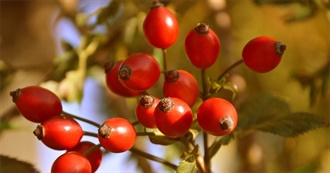 Foods With Rosehip