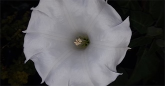 Lims Stupid Album List