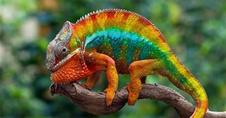 Most Colorful Animals