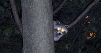 Shallu&#39;s Formative Books