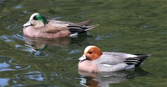 American Birds; Eurasian Counterparts