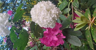 Films Charlot Saw in August 2025