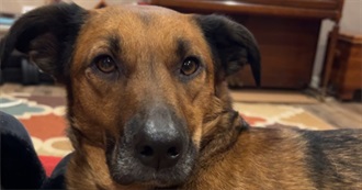 Dog Movies Watch List