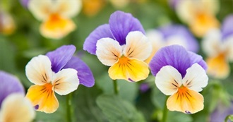 Cleery&#39;s Favorite Flowers