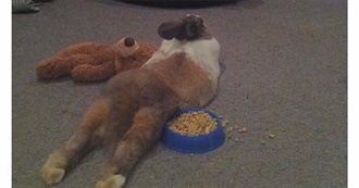 Movies of Merritt Psyche