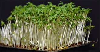 Sulfur - Top 10 Vegetables &amp; Herbs