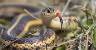 Ed&#39;s Favorite Flicks