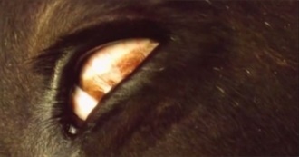 Knifeeater Essentials