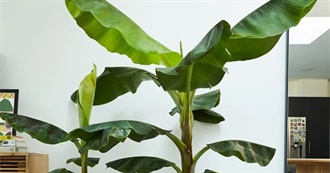 Gabby&#39;s Plants - For Plant Lovers