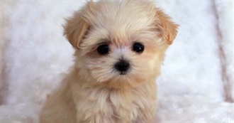 What&#39;s in Your Backpack