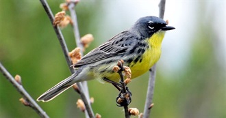 Michigan&#39;s Special Birds