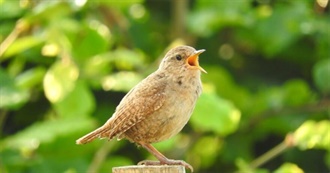 Anna Seesawed&#39;s Top 50 Artists