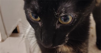 Vinnies Favorite Manga