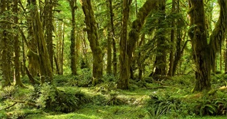 Important Bird Areas: Northern Pacific Rain Forest