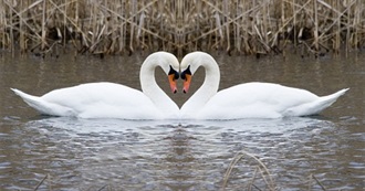 Animals That Mate for Life