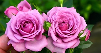 Rose&#39;s Top 50 Books