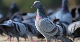 Films From 1999: Including Movies Added to the Criterion Channel