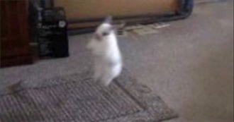 Fern&#39;s Essential Albums