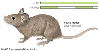 Mouse Radish 2025 Reads