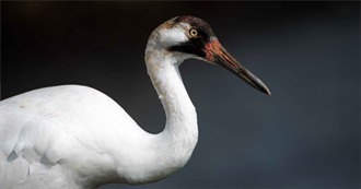 Threatened and Endangered Birds (USA)