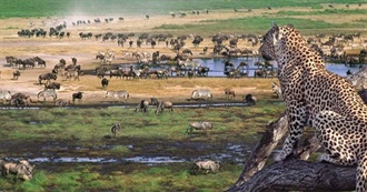 East African Animals