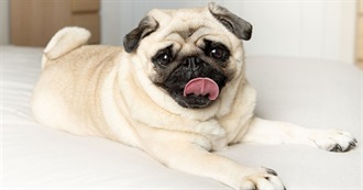 The Most Adorable Animals Ever♡(&gt; ਊ &lt;)♡!