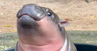 Quirkygirls&#39;s Top 100 Movies