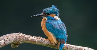 Nature in Literature: The Perfect Shot