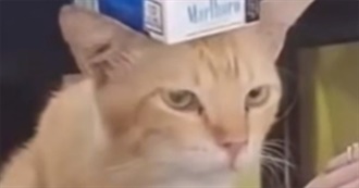 Irlpretear&#39;s Fav Movies