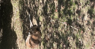 THINGS THAT YOU DO IN LIFE (MAYBE)