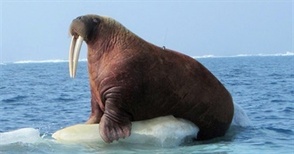 Icy Cold and Lots of Fun (And Funny)