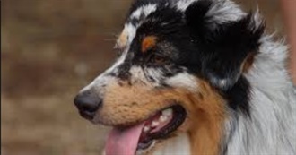 Fav Dog Breeds