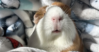 Chouettey&#39;s Top 100 Movies